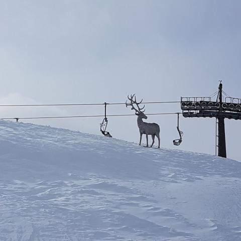 Le cerf de Sestrieres